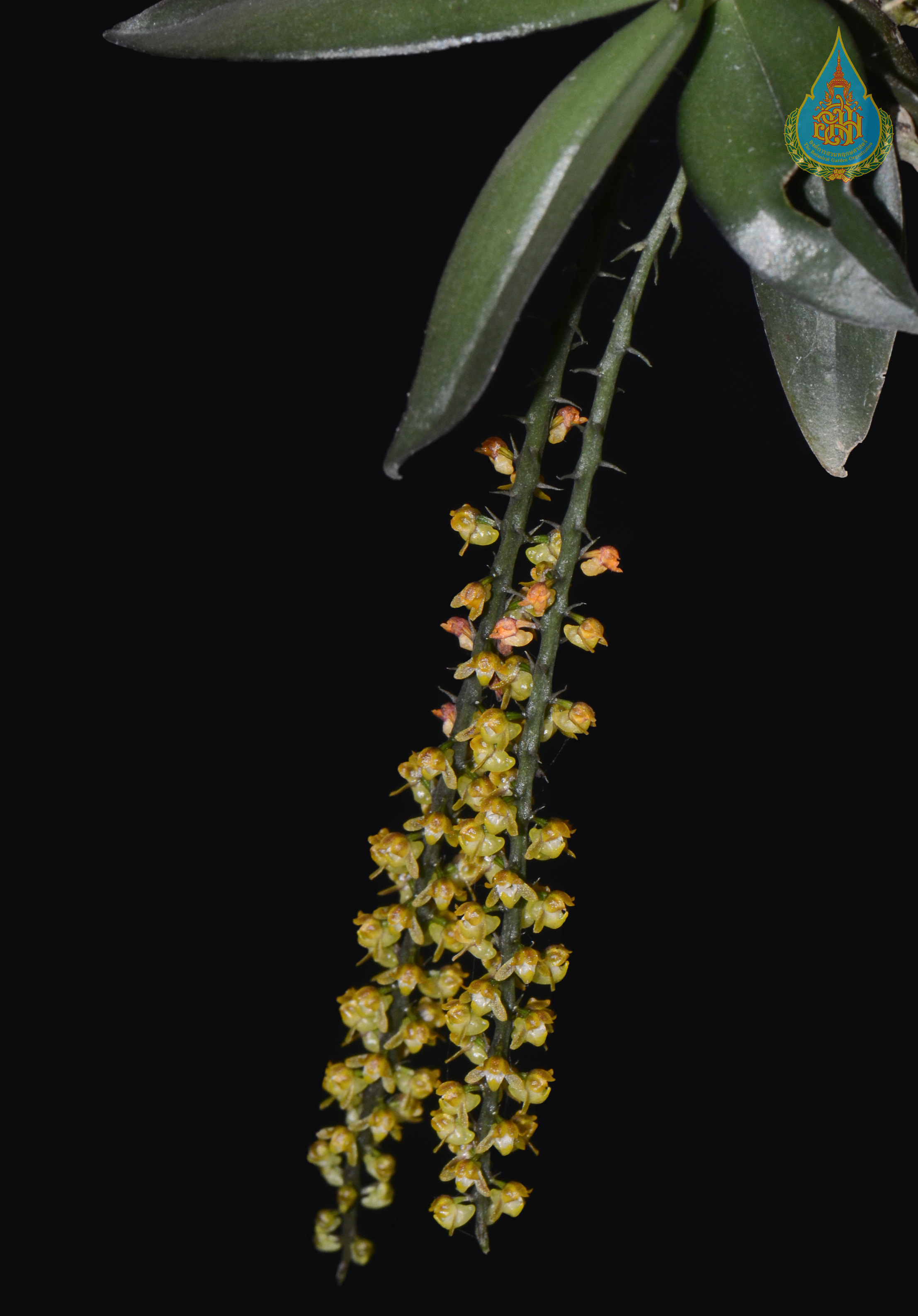 เอื้องเม่าไข่ปลา Robiquetia minimiflora (Hook.f.) Kocyan & Schuit.<br/>ORCHIDACEAE